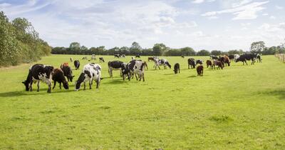 cows grazing in a field