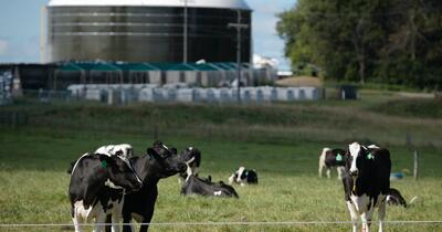 cows
