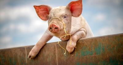 pig looking over a fence