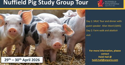 Pig Tour