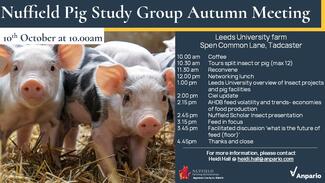 Pig event 2024