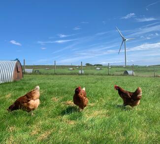 Hens