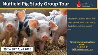 Pig Tour