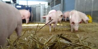 Pigs