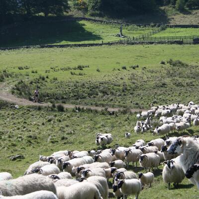 sheep running through field