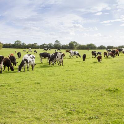 cows grazing in a field